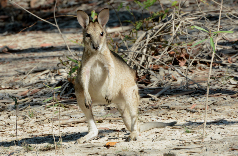 Wallaby, Agile (young, small male)