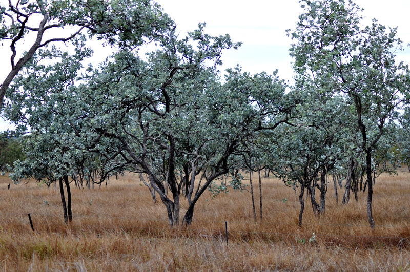 Gumtree, Smoke Tree