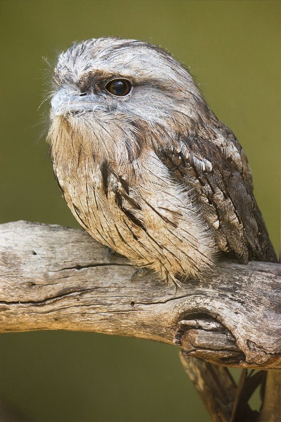 owl
