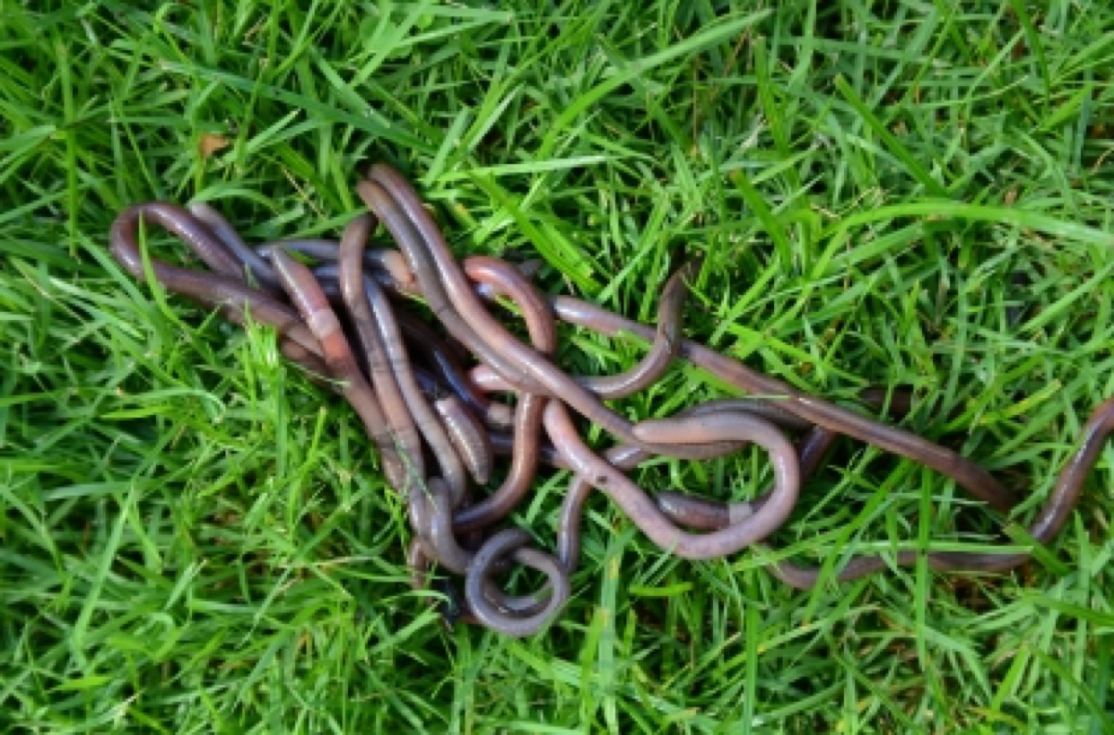 worm