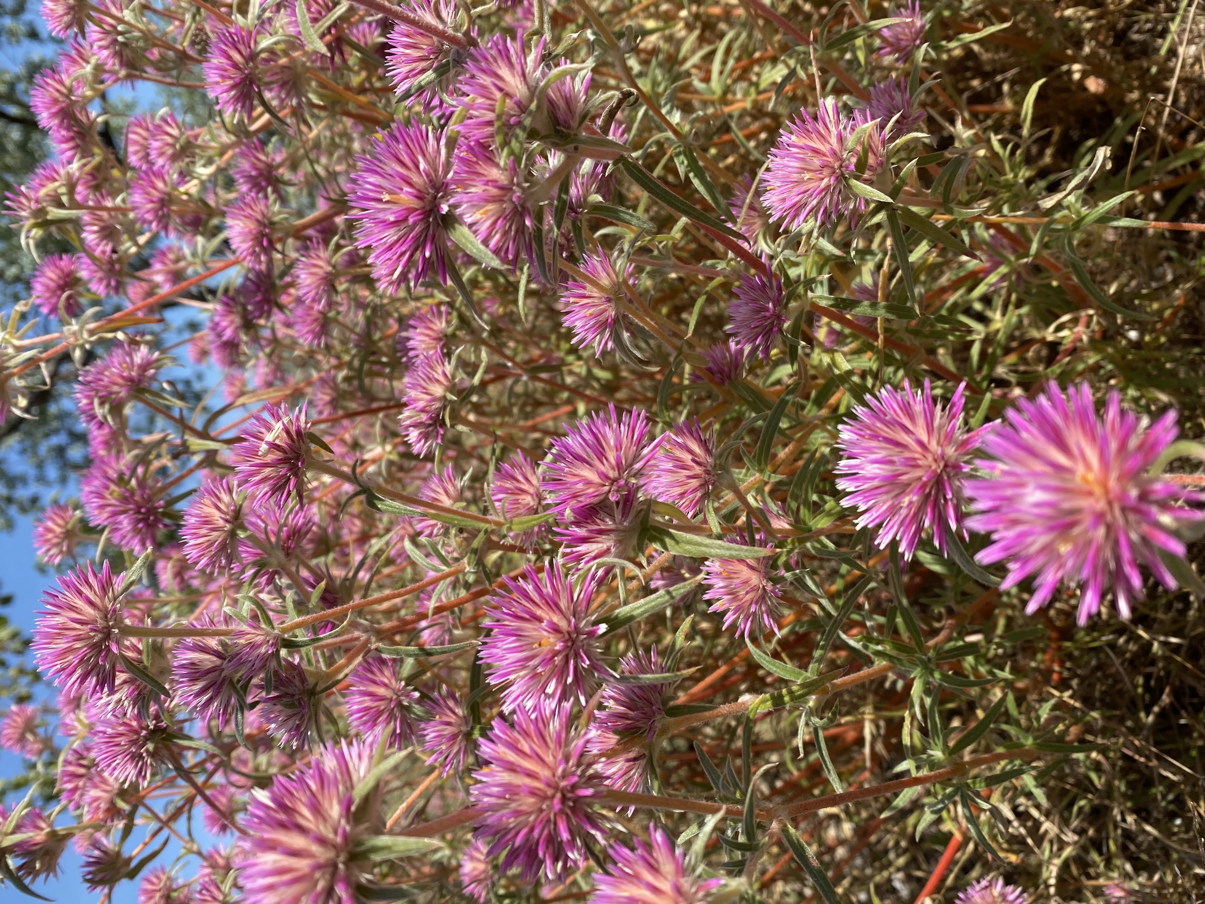 Pink Everlasting