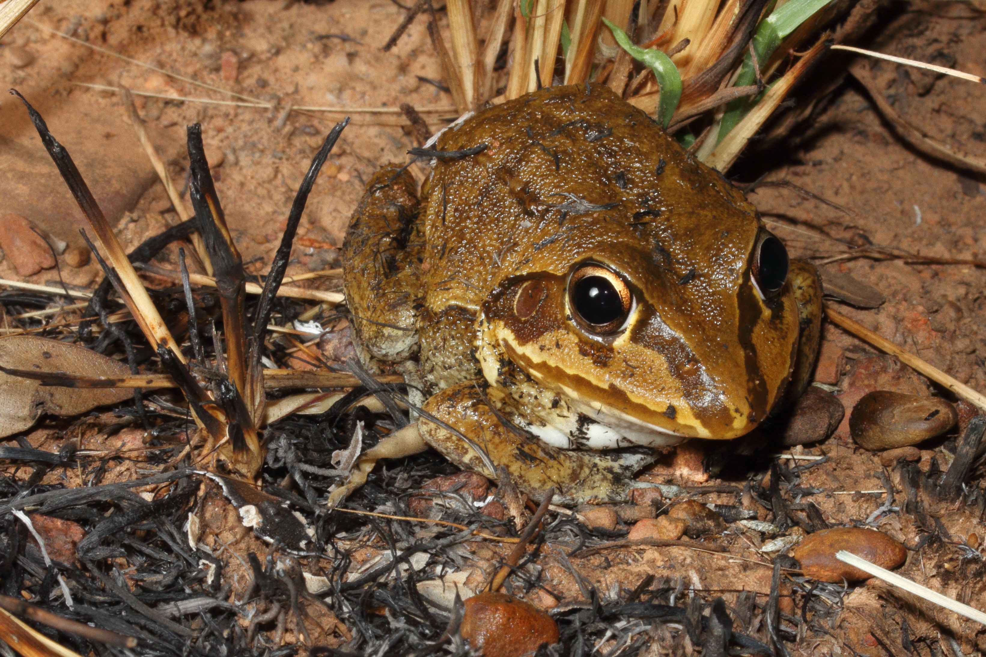 Frog, Giant