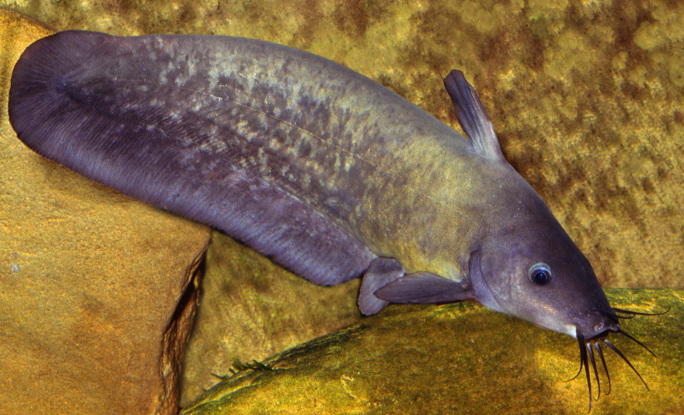 Catfish, Black