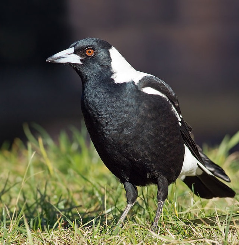Magpie