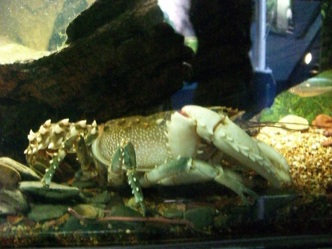 White-clawed lobster
