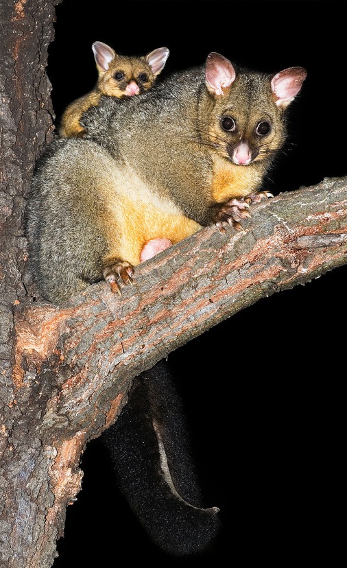 Brushed-tail Possum