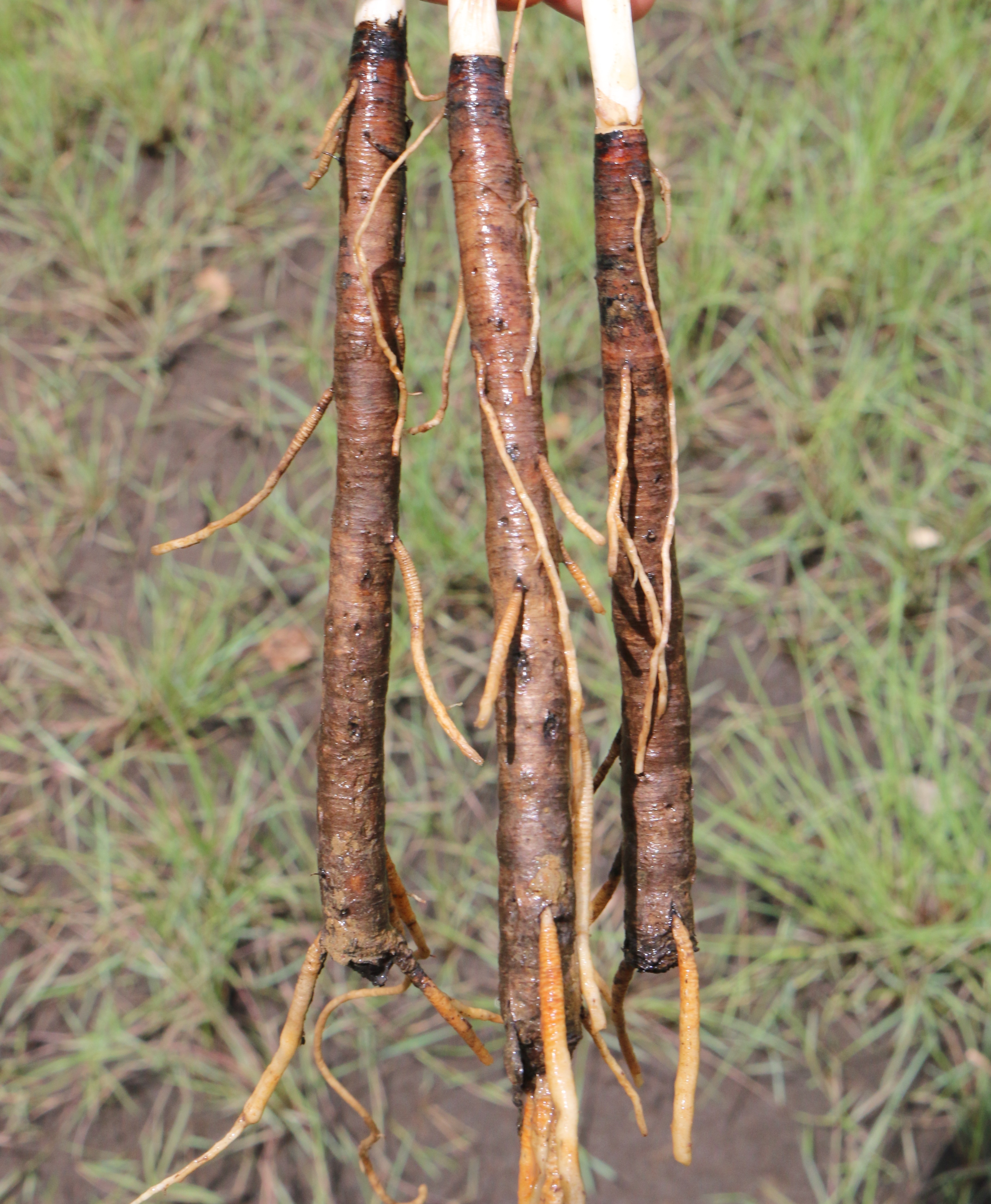 Yam, Grass