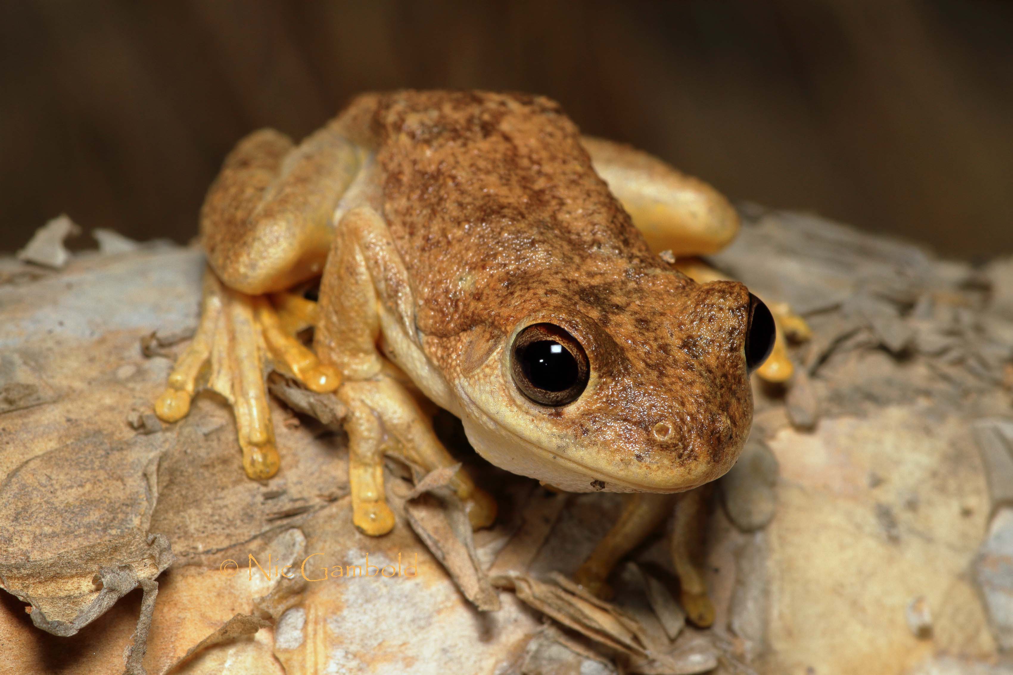 Frog, Northern Laughing Tree