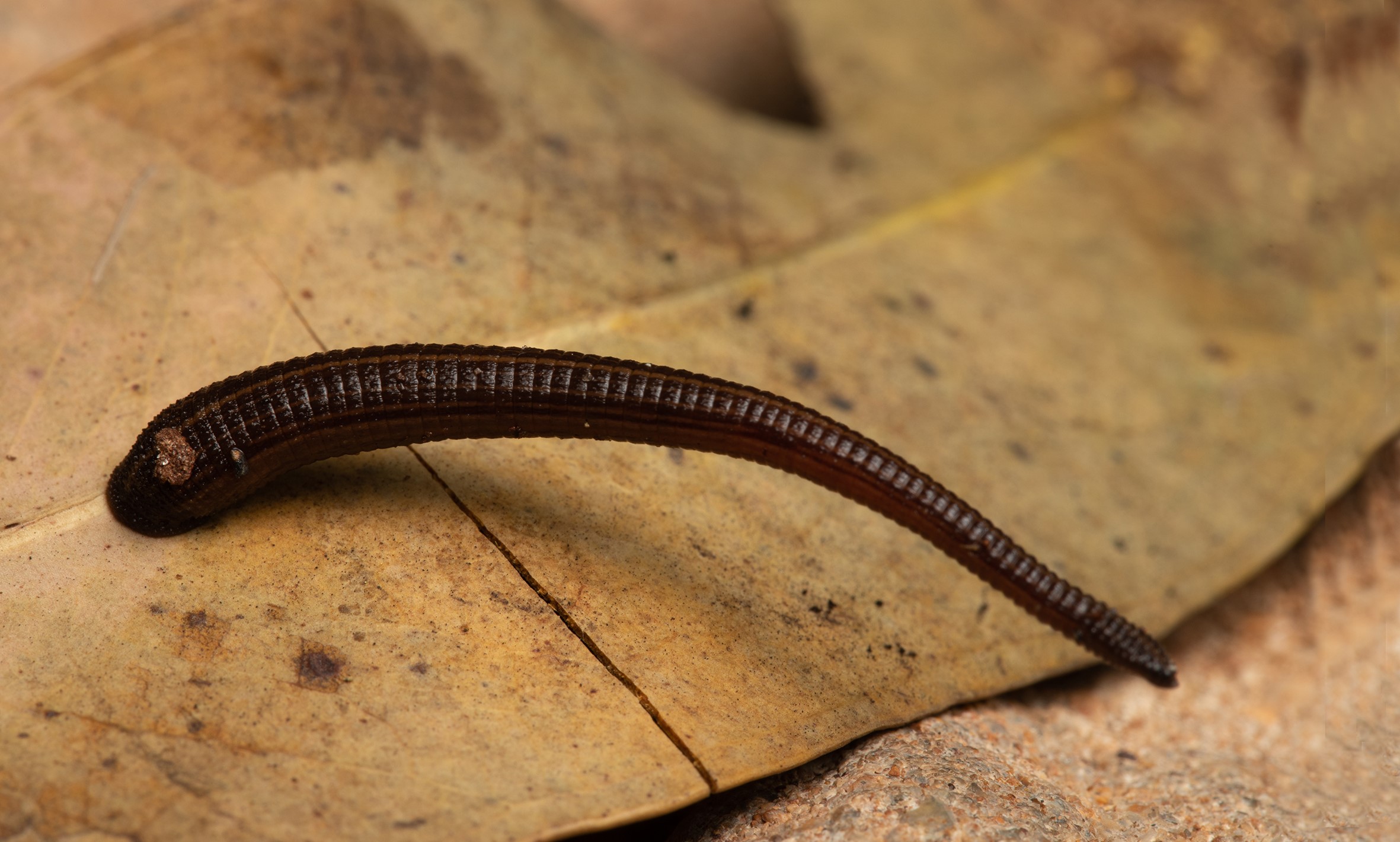 Leech