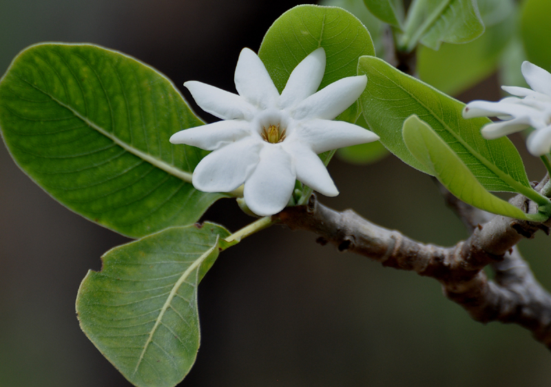 Gardenia