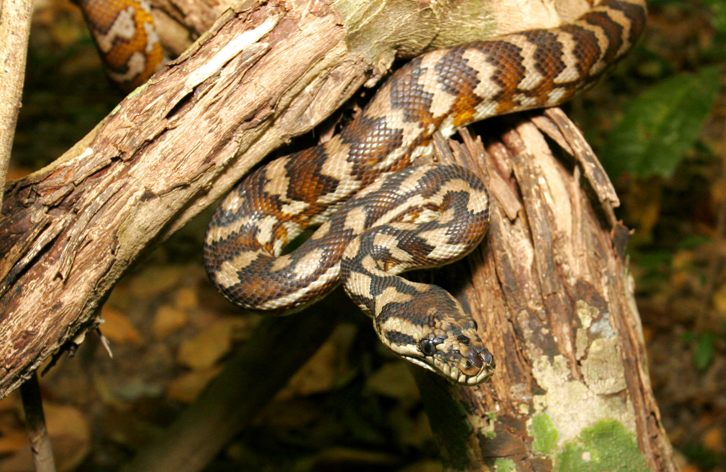 Python, Carpet