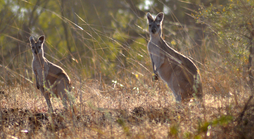 Wallaroo, Antilopine (female)