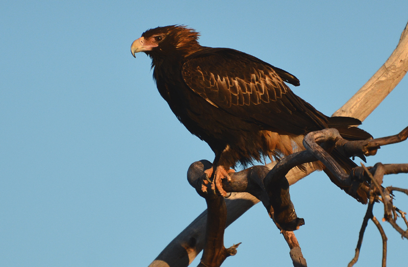 Buzzard, Black-breasted