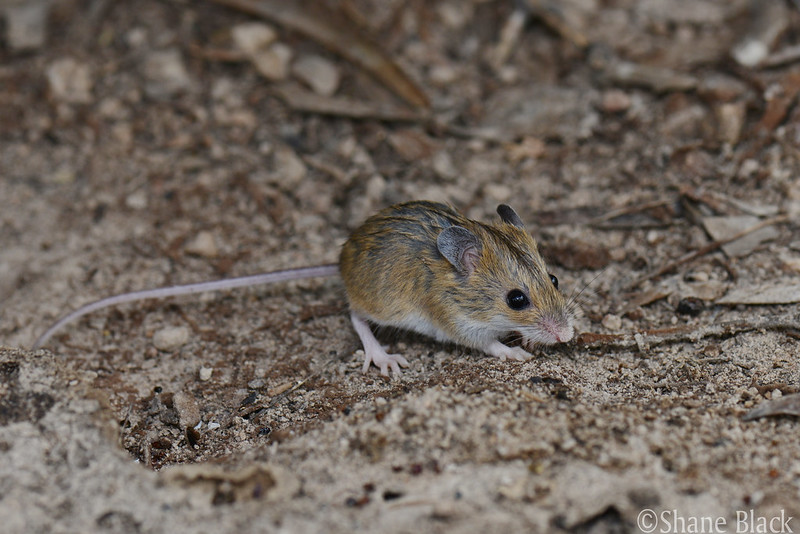 Mouse, Delicate