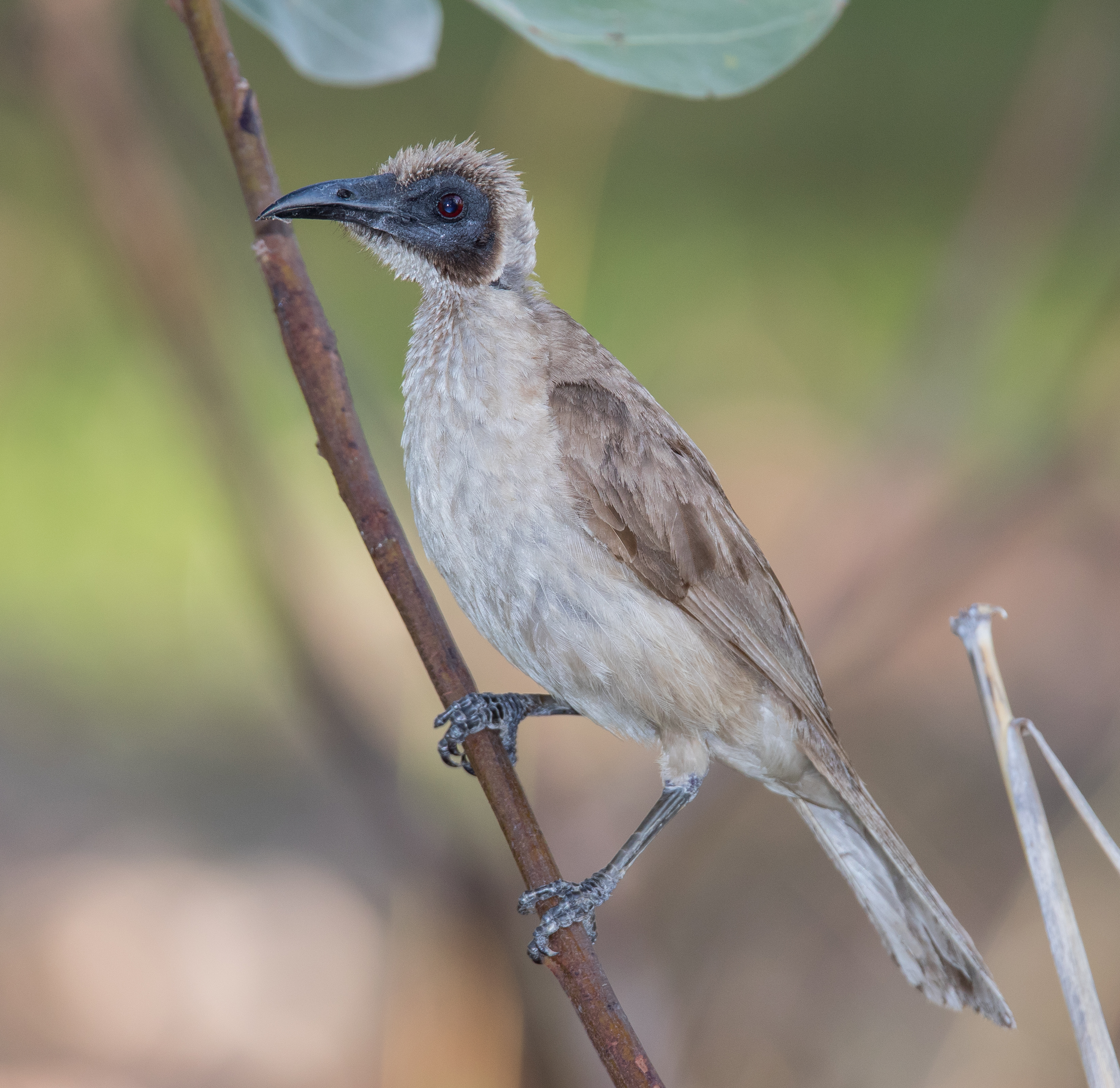 Friarbird, Little
