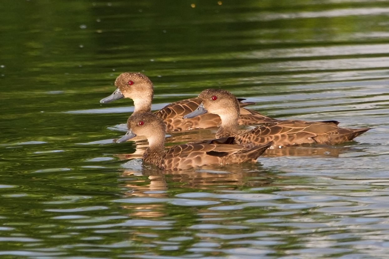 Teal Duck