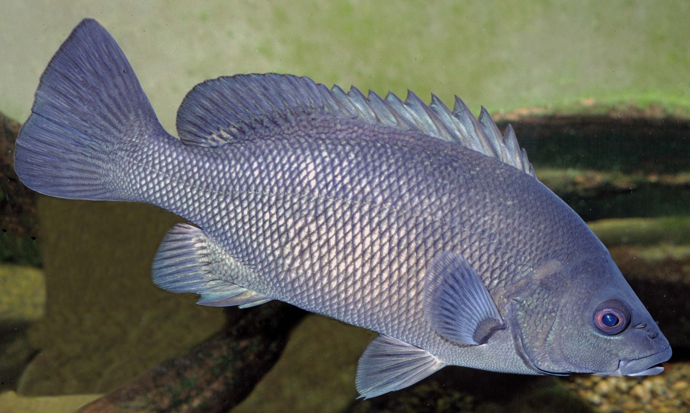 Bream, Black