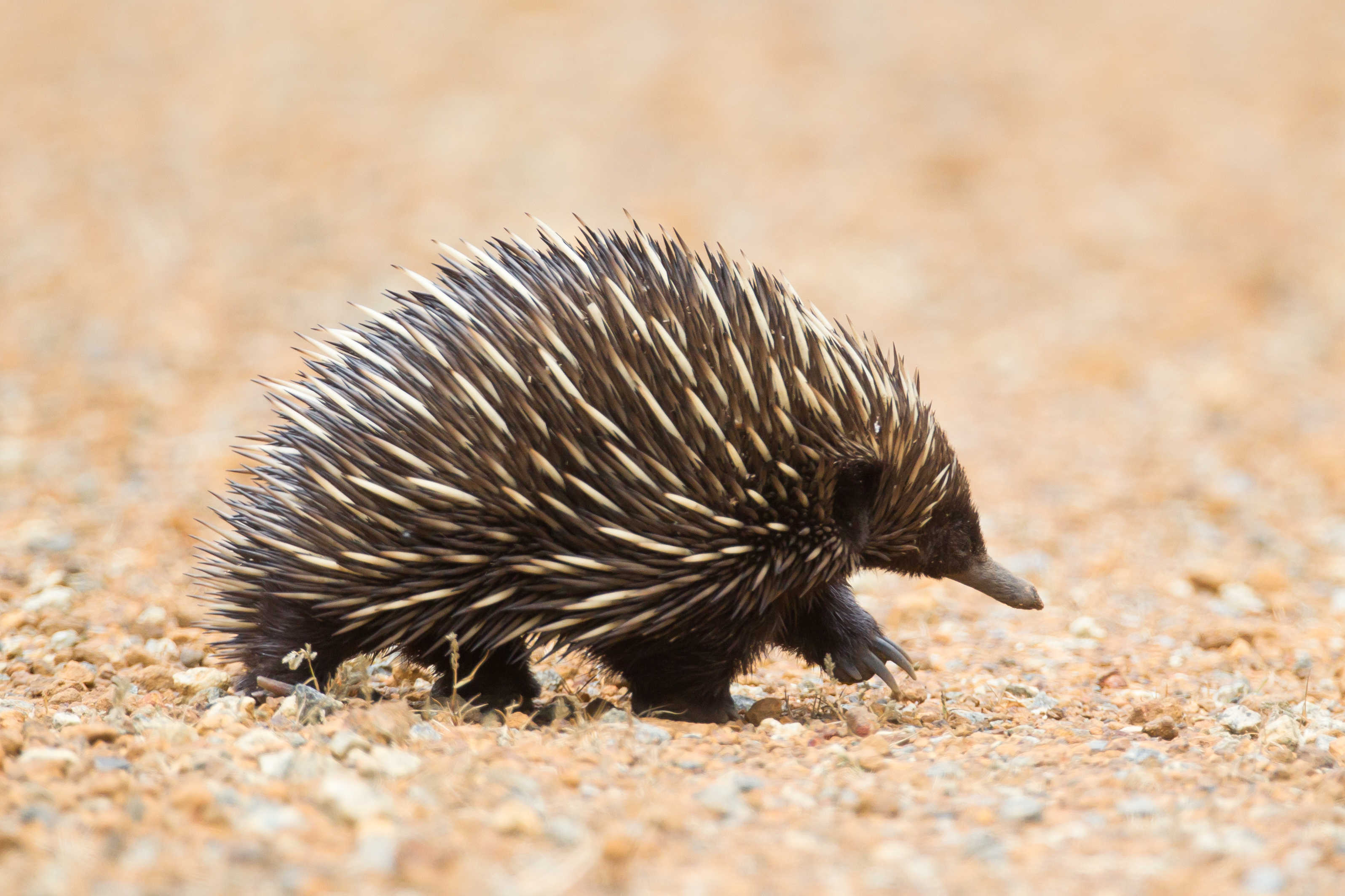 Echidna