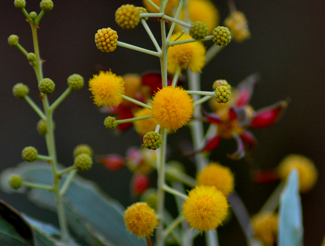 Wattle, Club-leaf