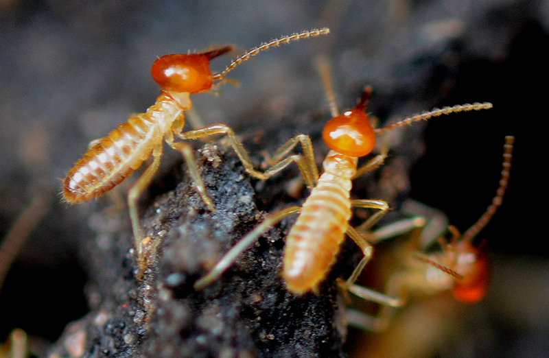 Termite