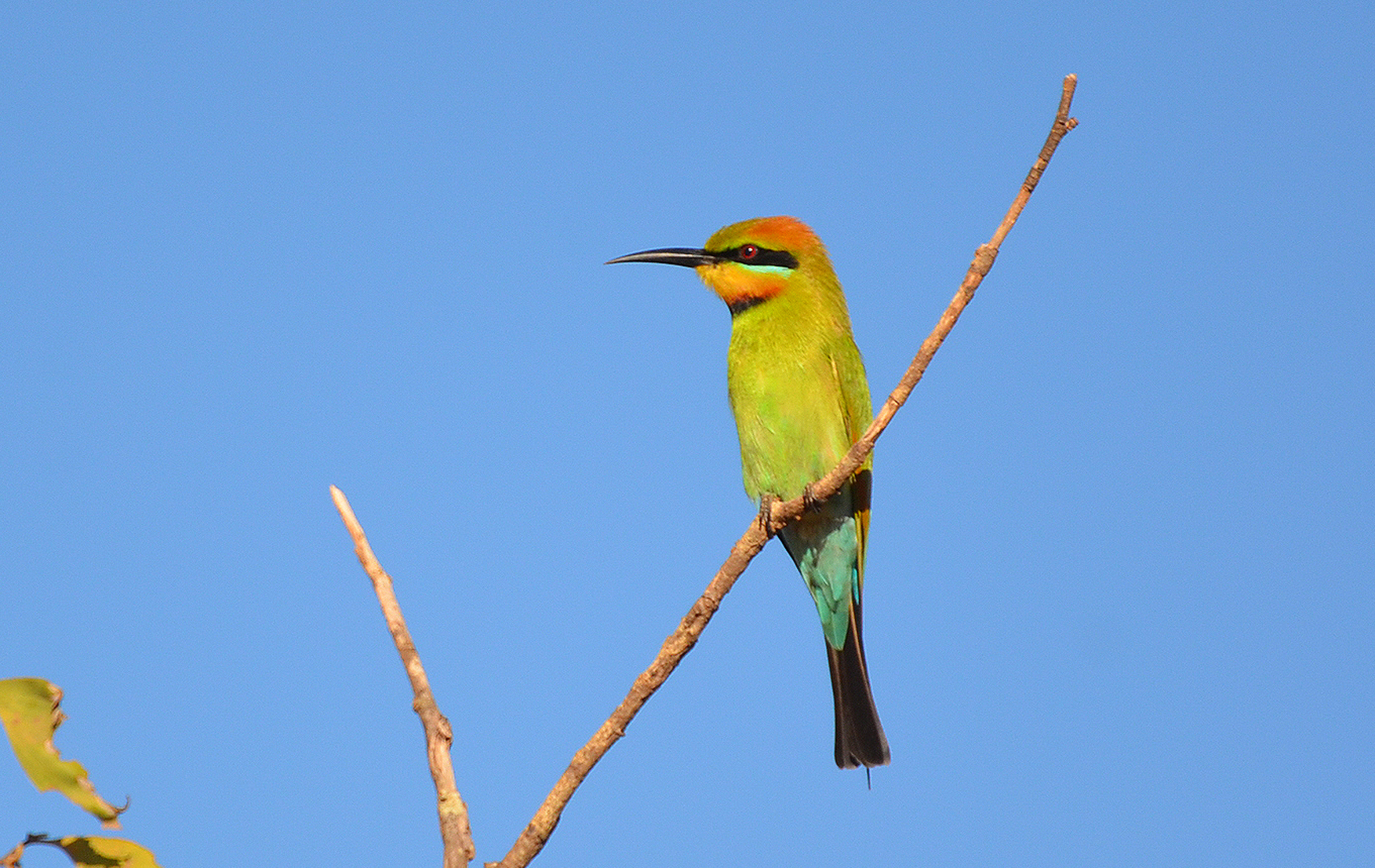 Bee-eater, Rainbow