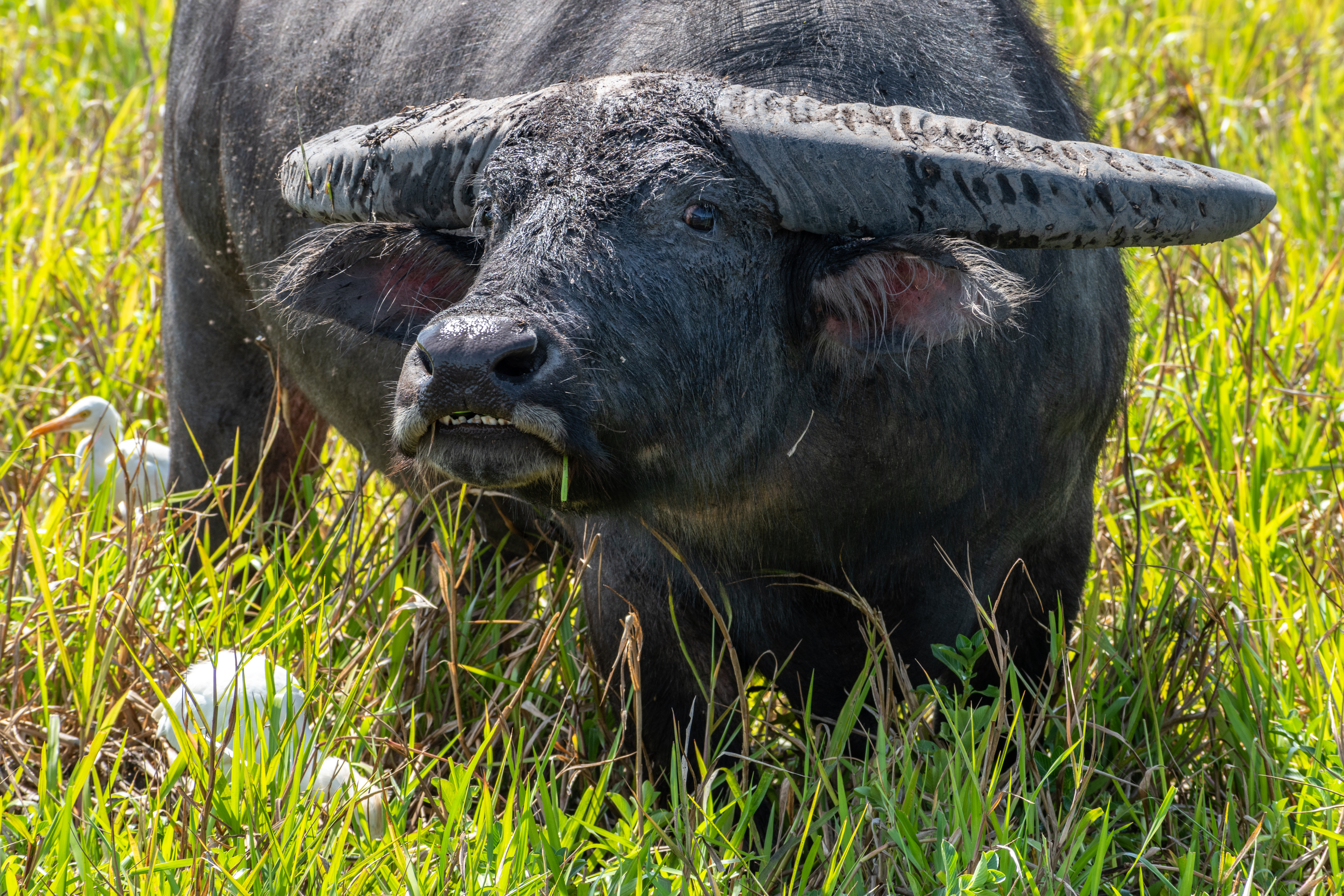 Buffalo