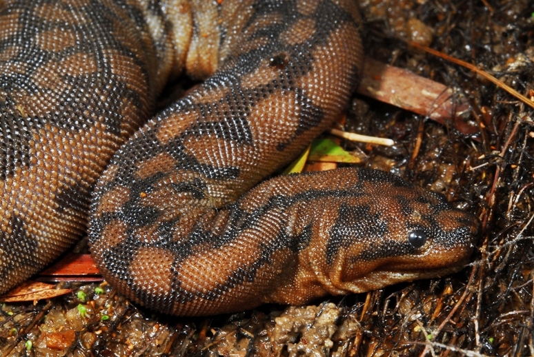 Snake, File