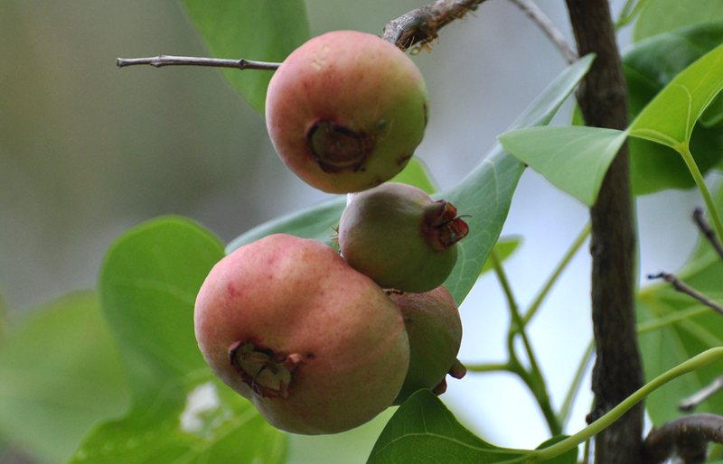 Apple, Pink Bush