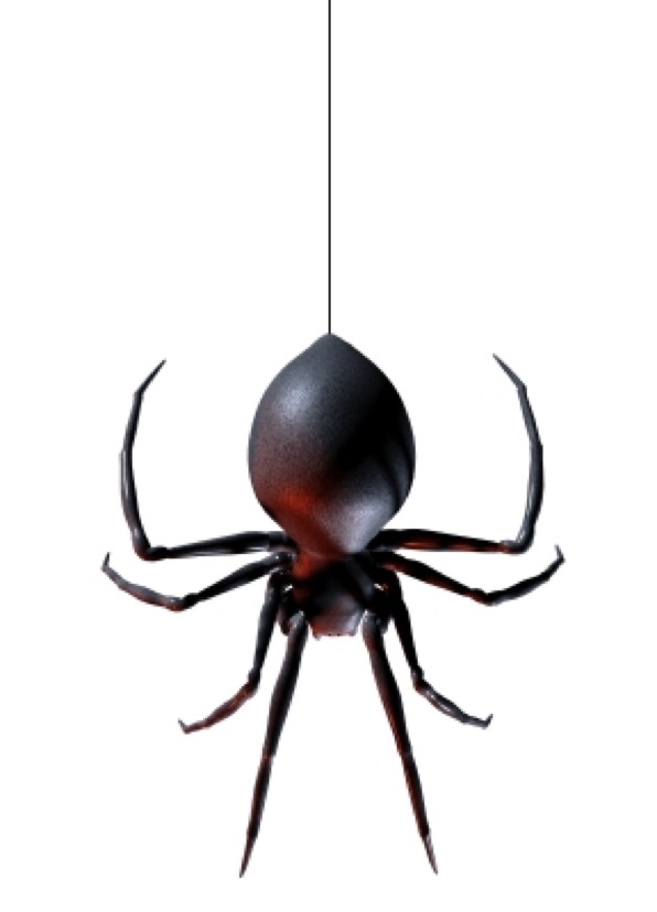 spider