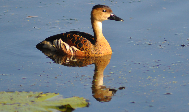 Duck, Whistling