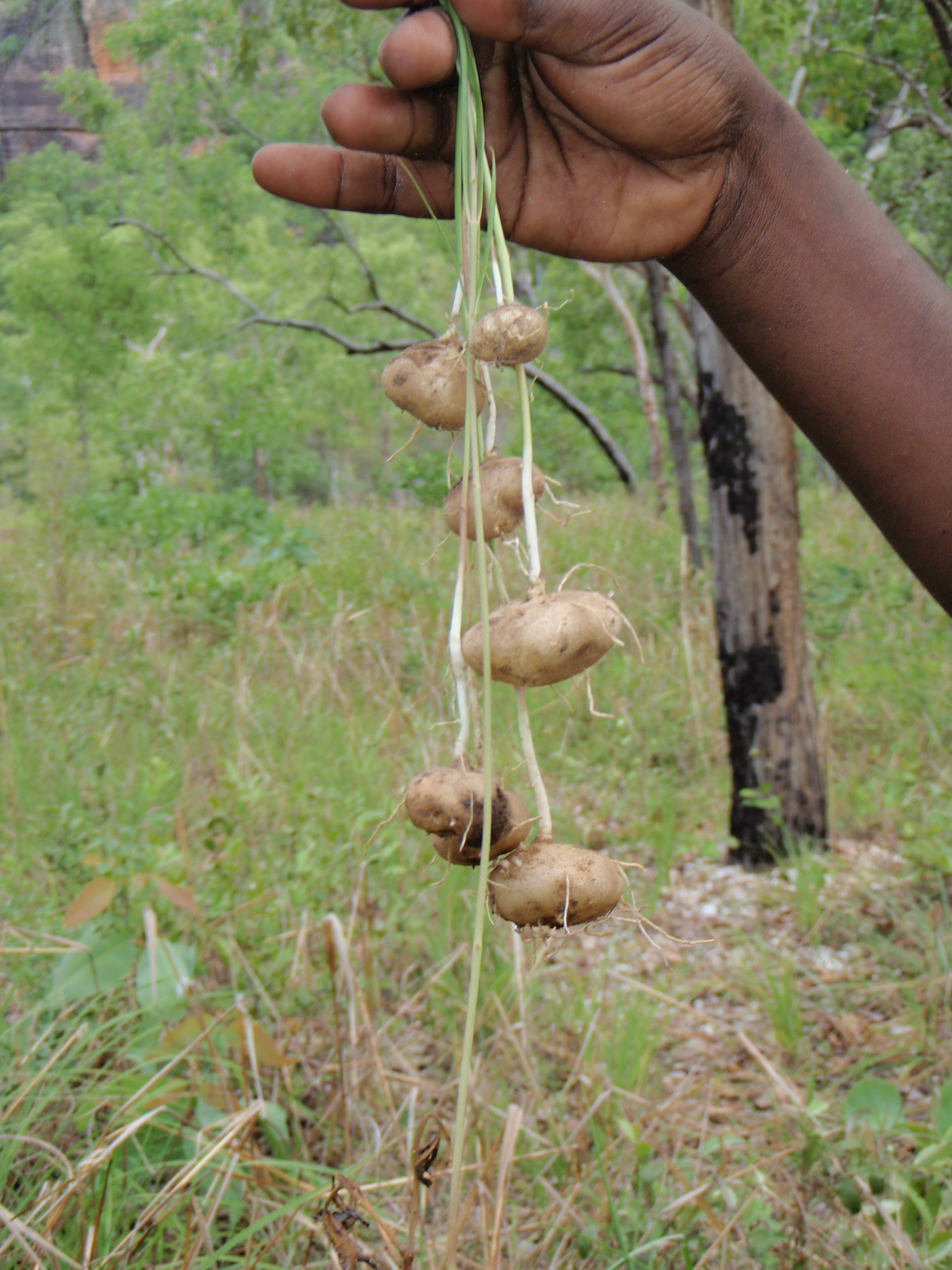 Bush Potato