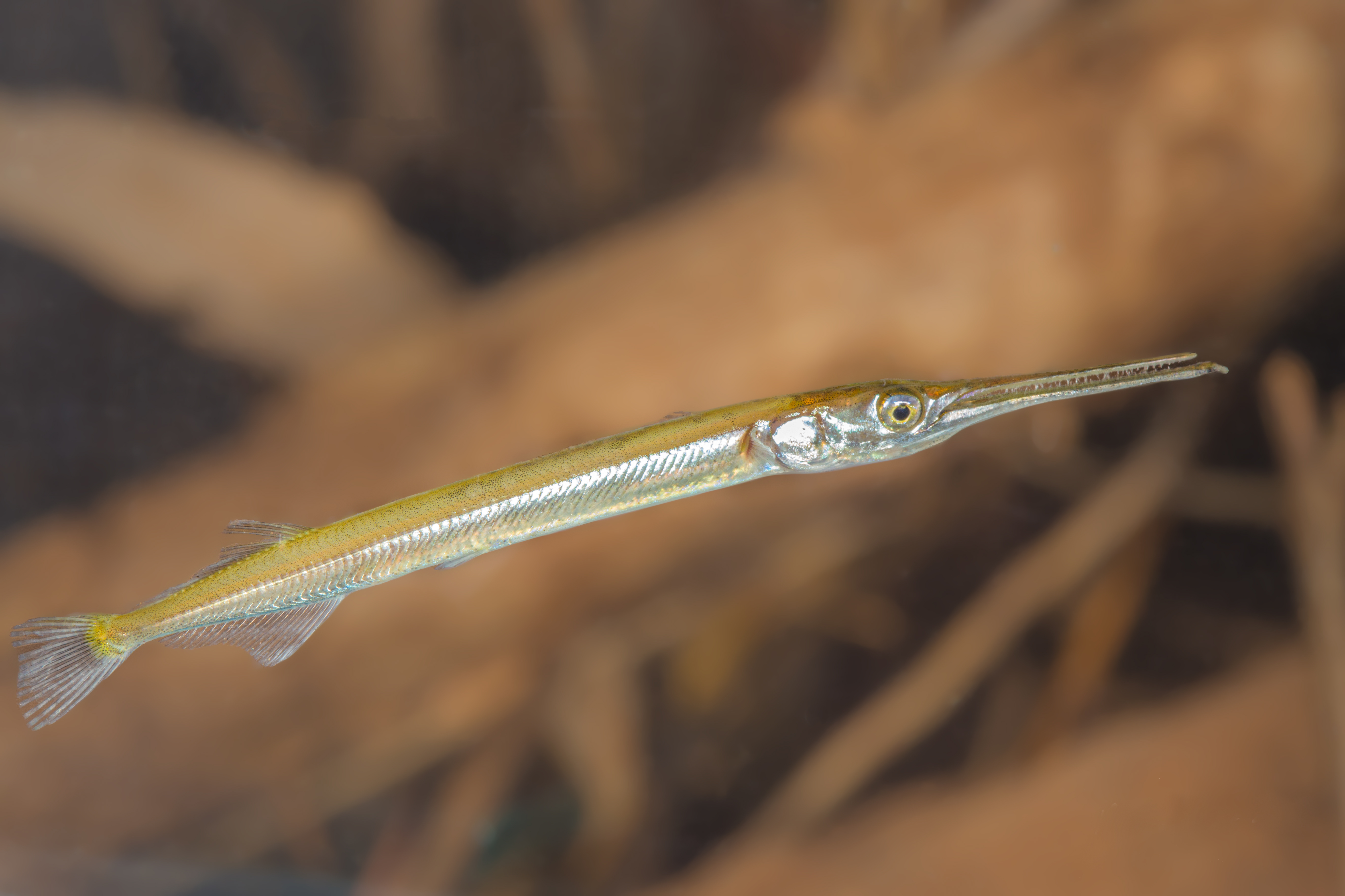 Long Tom