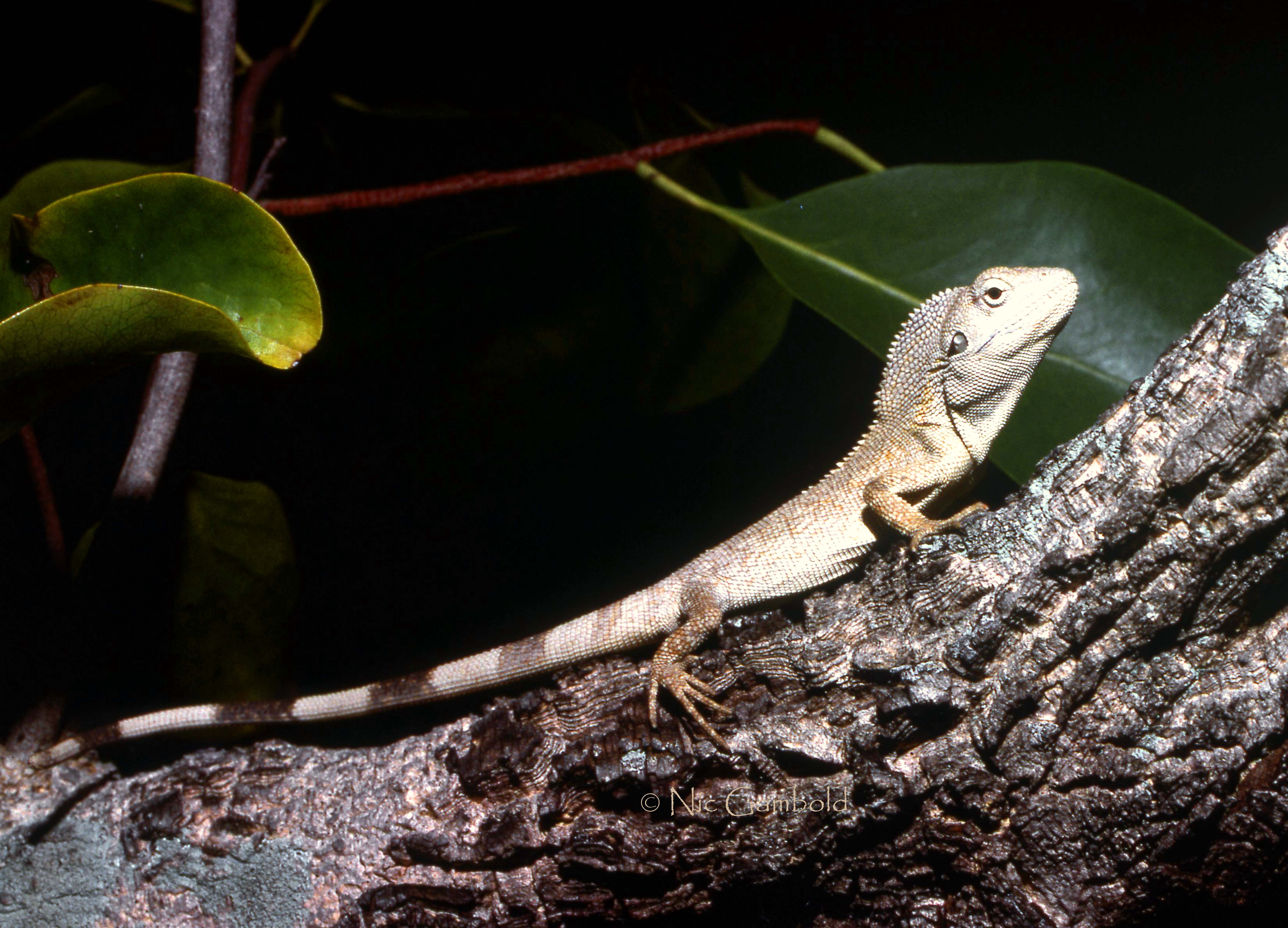Dragon, Chameleon