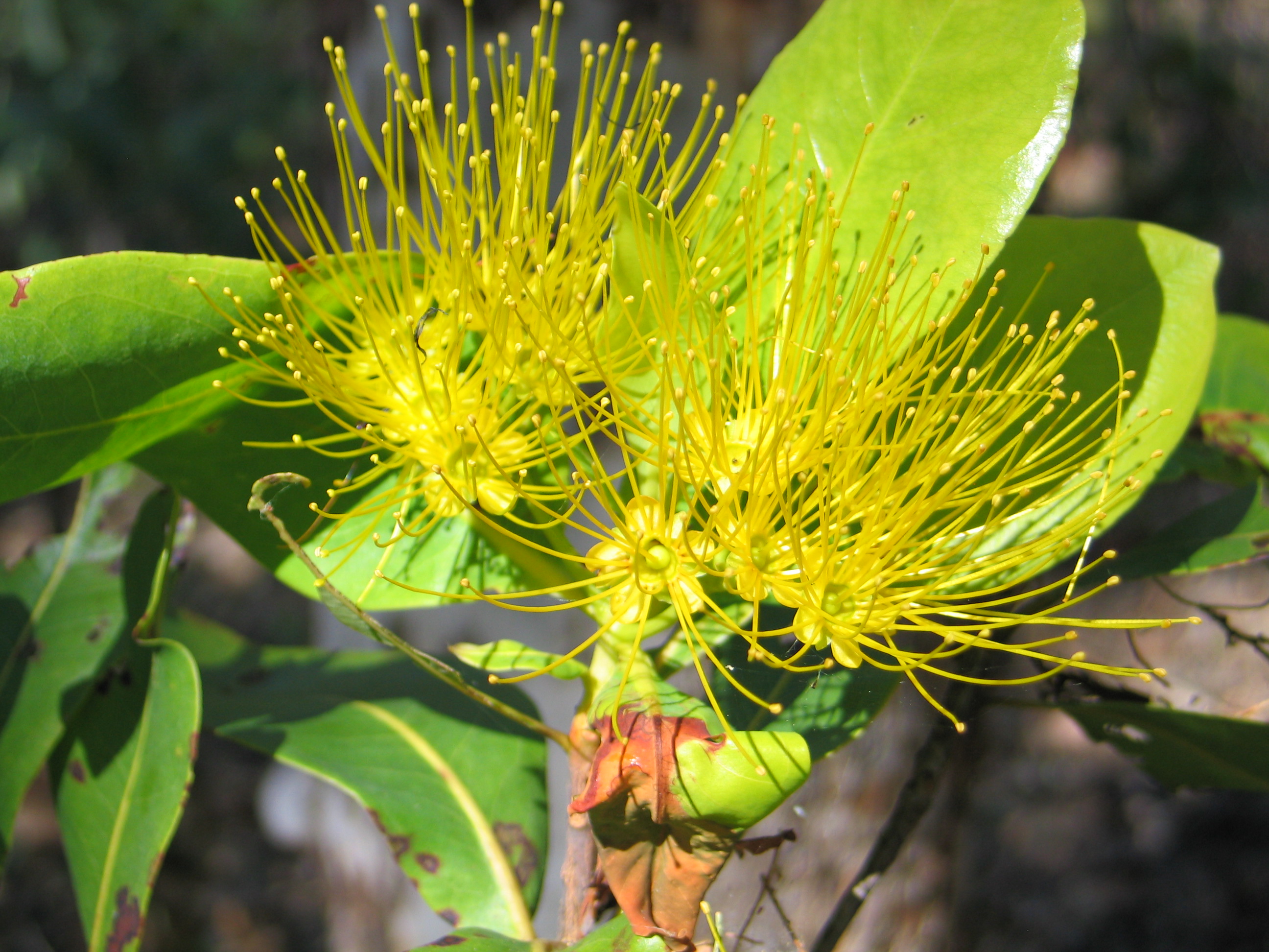 Xanthostemon