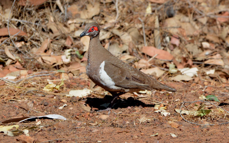 Pigeon, Partridge