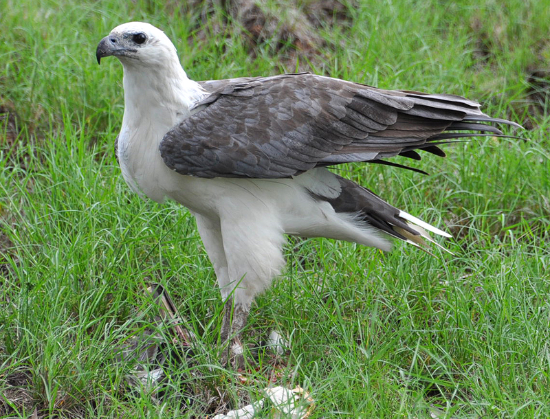 Eagle, White-bellied Sea