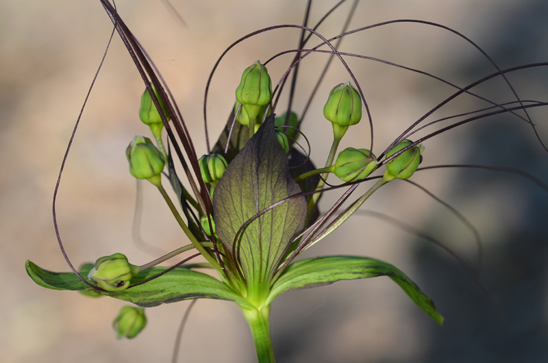 Tacca