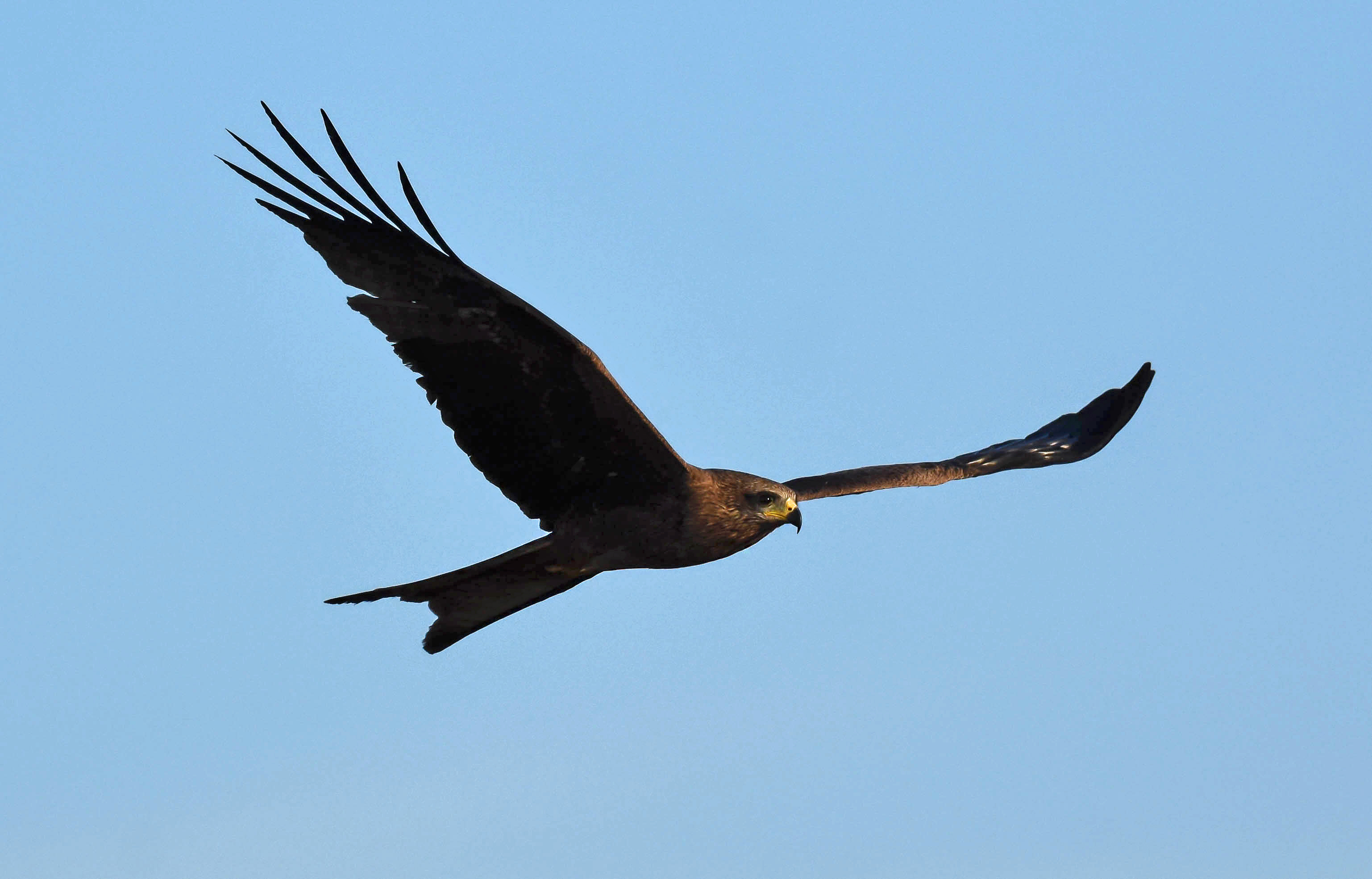 Kite, Black
