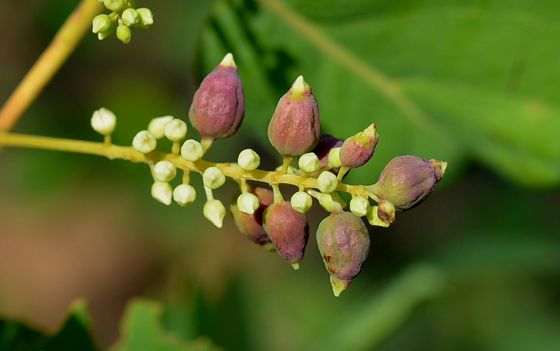 Terminalia