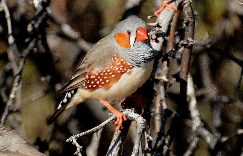 Finch, Zebra