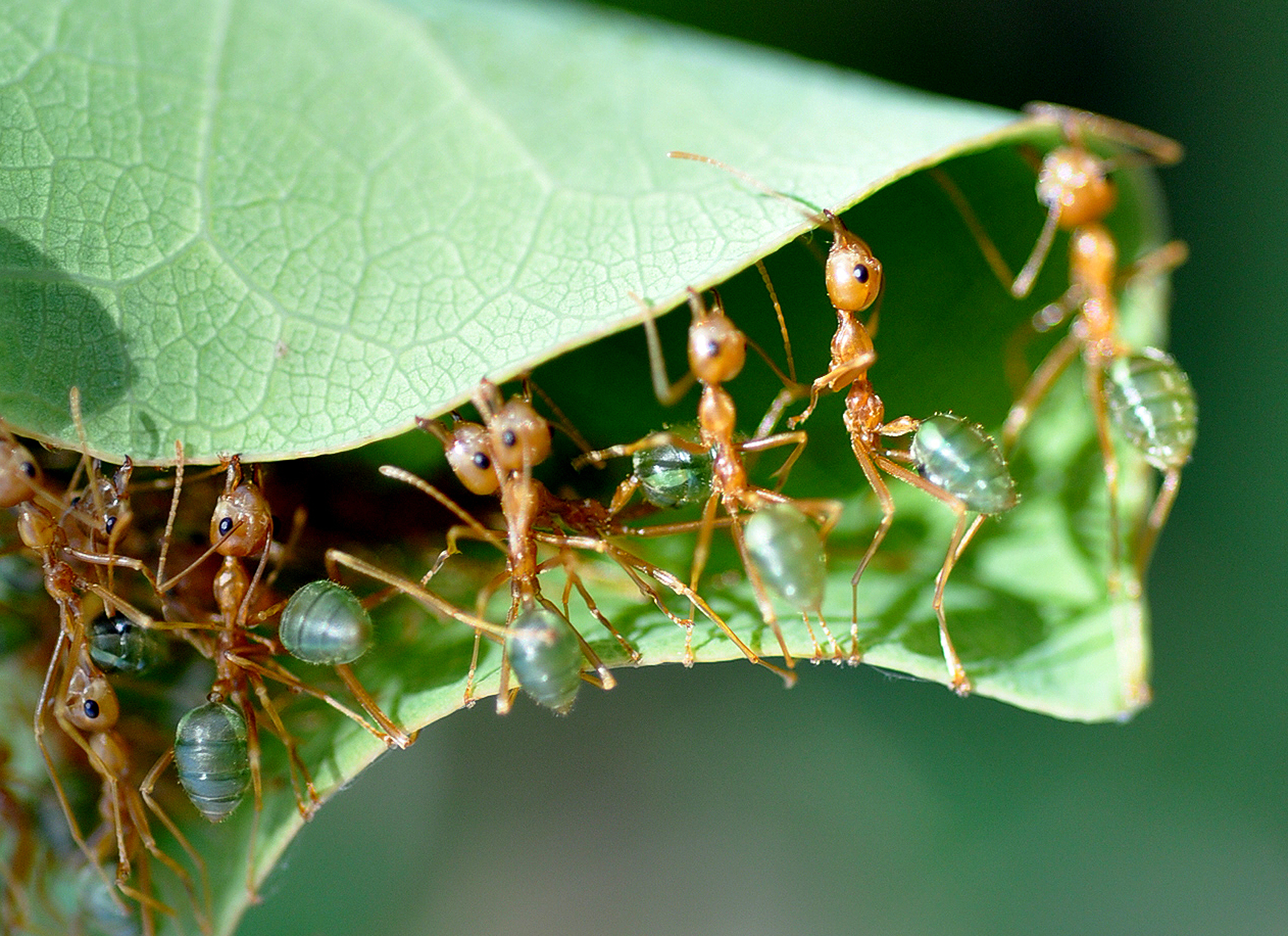 Ant, Green Tree