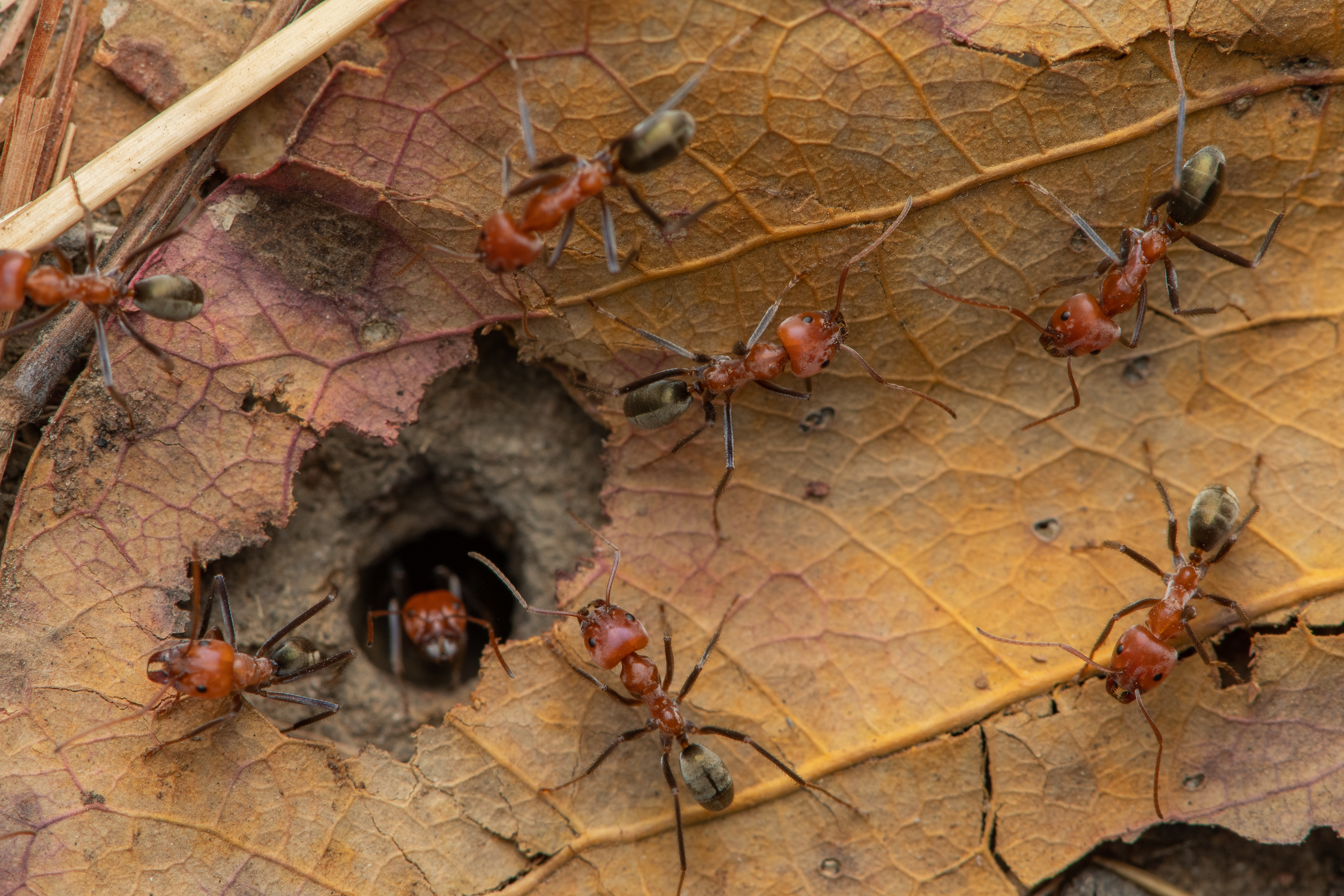 Ant, Northern Meat