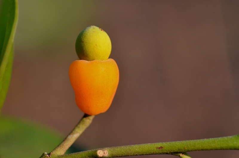 Native Cherry