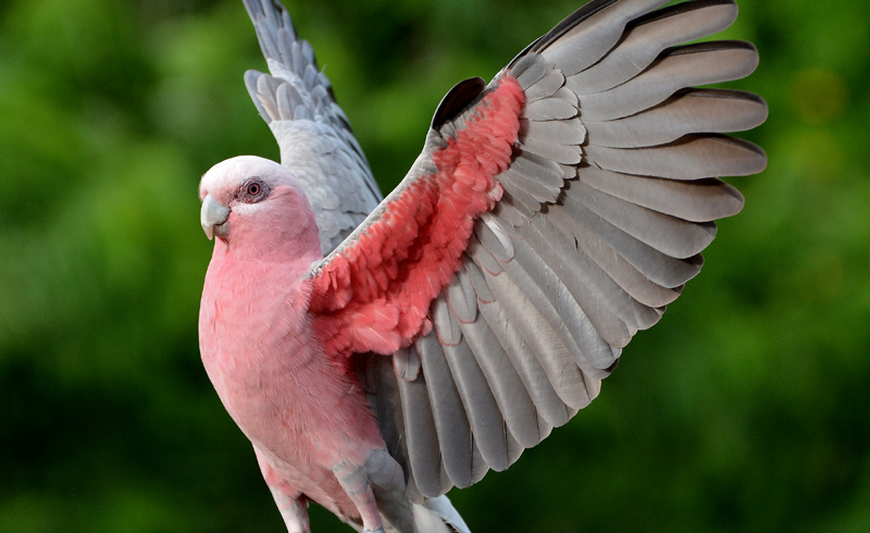 Galah