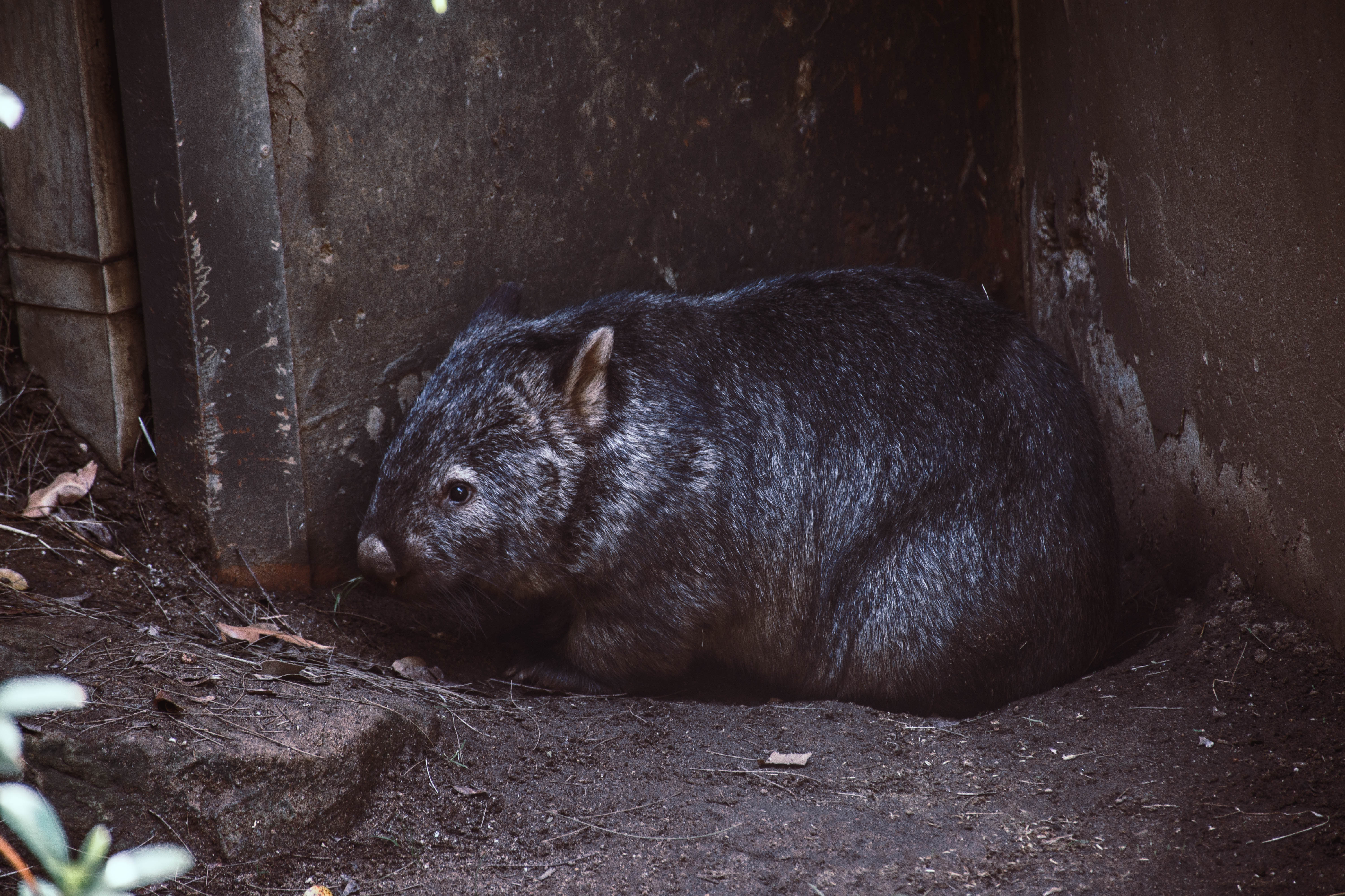 Wombat