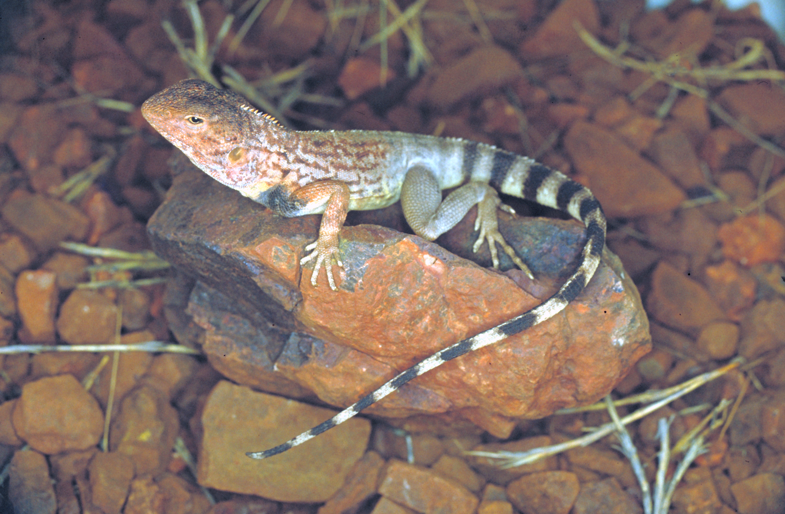 Dragon, Ring-tailed