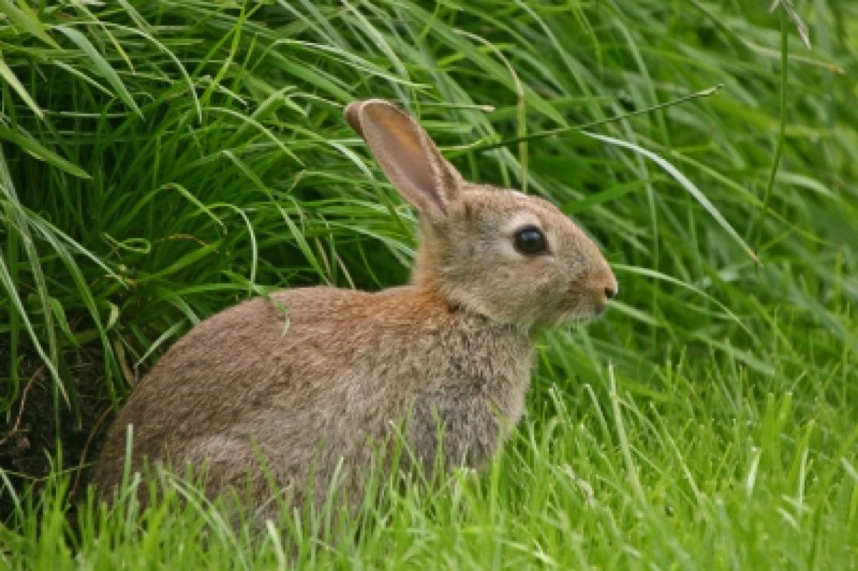 rabbit