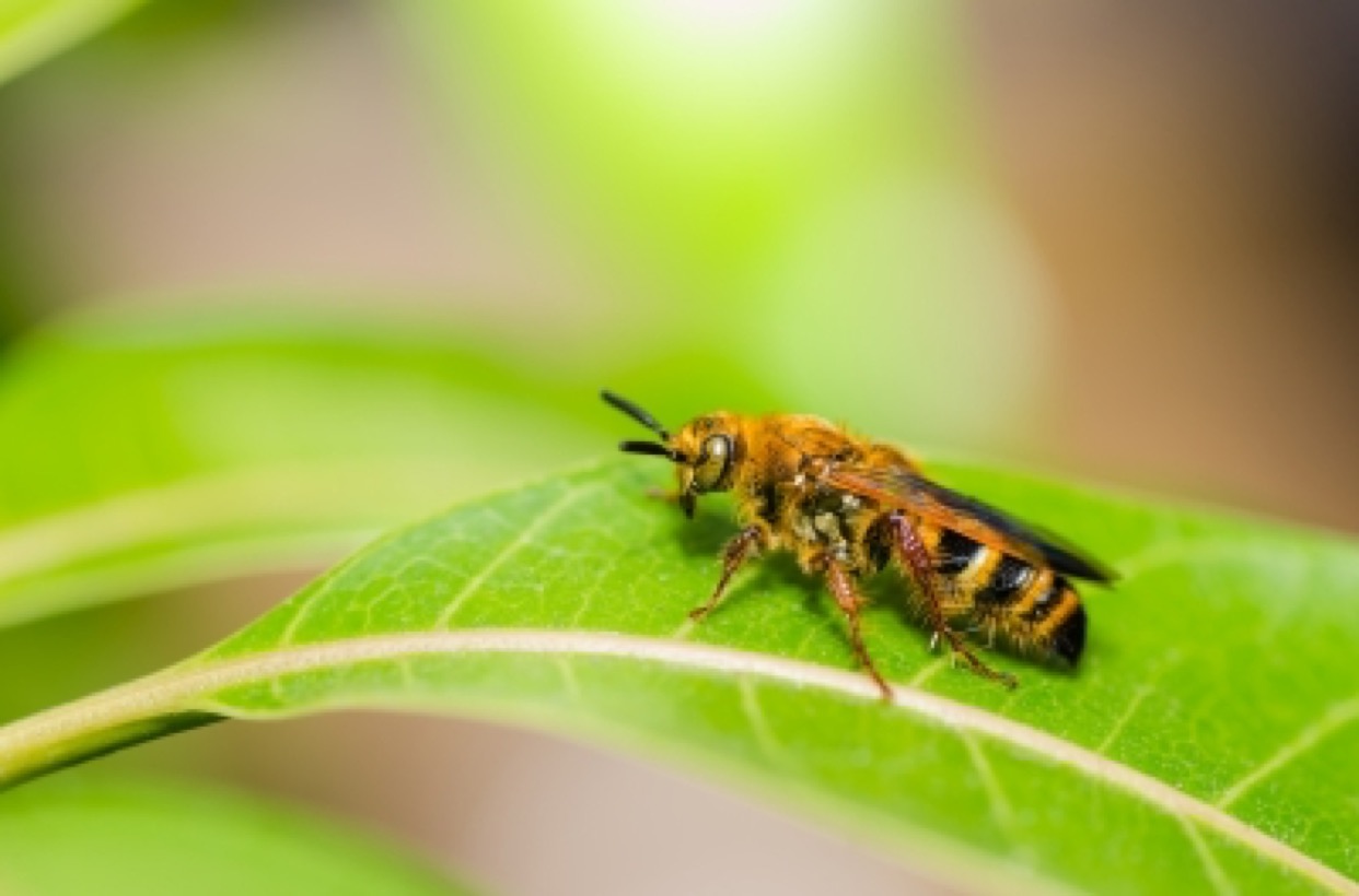 wasp