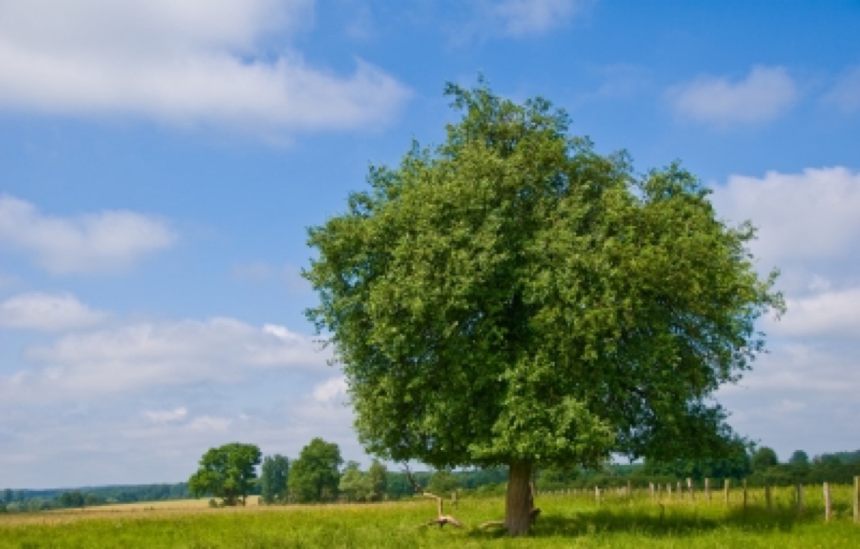 tree