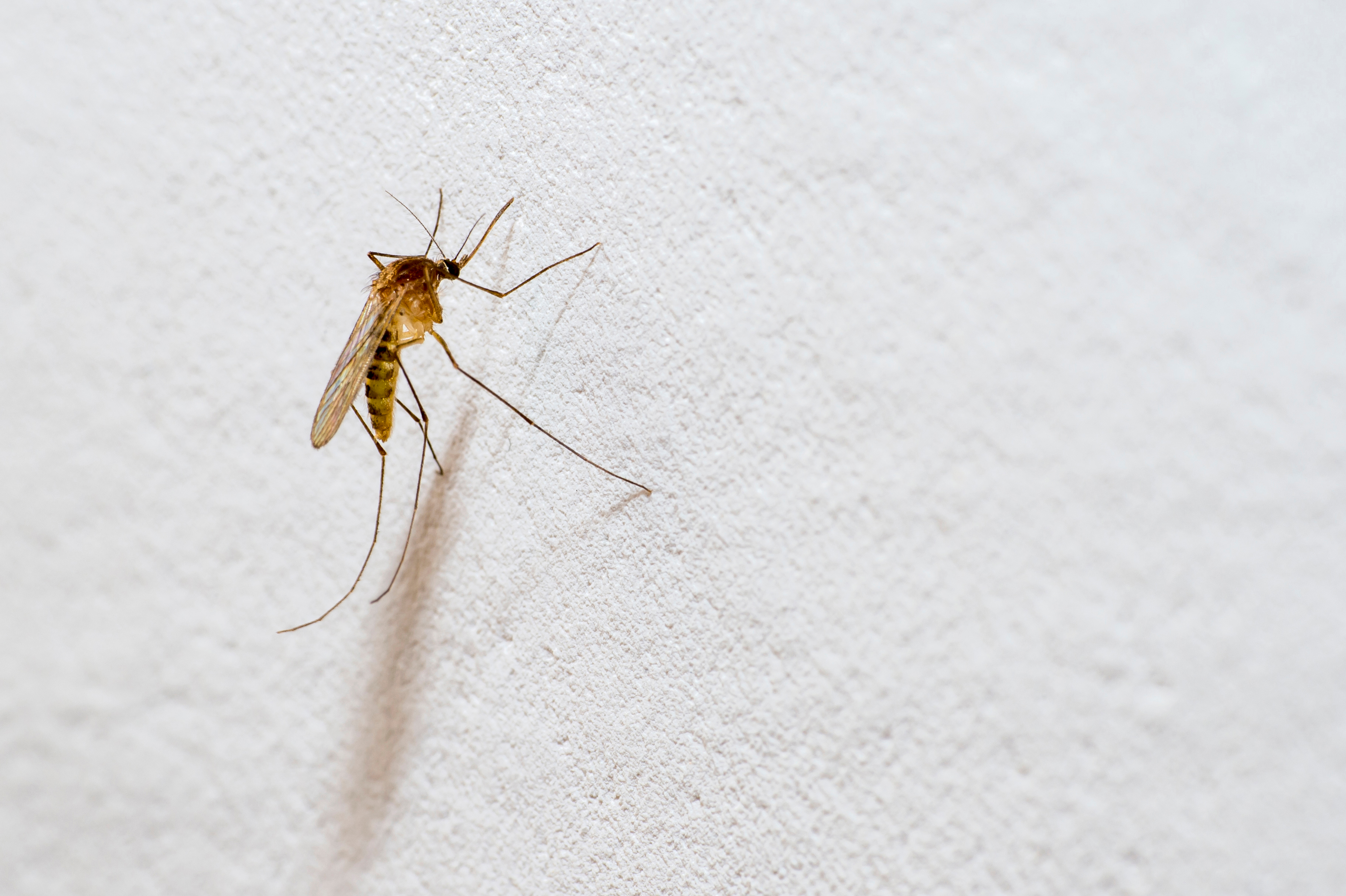 Mosquito